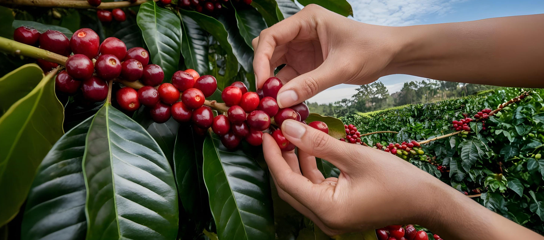 Single-origin Colombian coffee