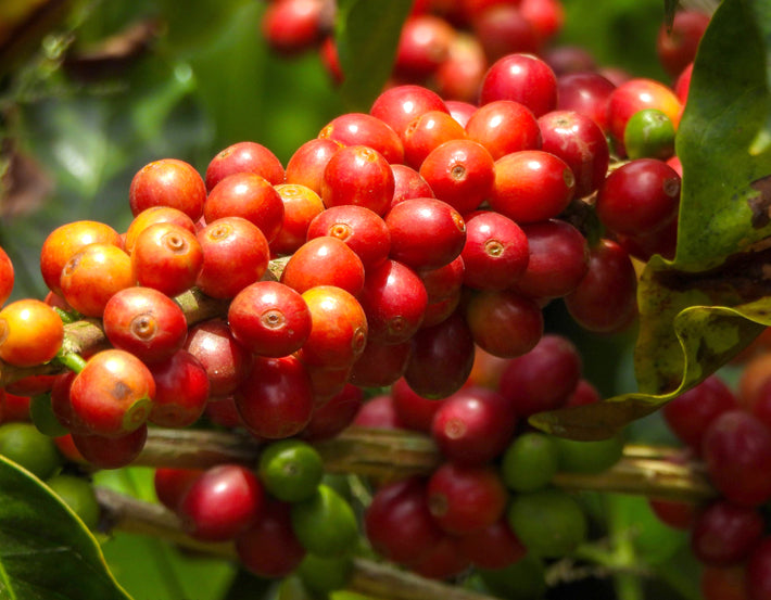 High altitude coffee beans